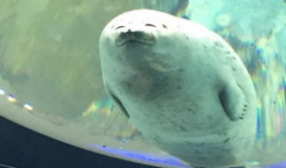 海豹视频,海洋生物的灵动瞬间